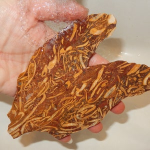 May include: A large, irregularly shaped piece of fossilized wood with a swirling pattern of brown and tan colors. The fossil has a rough, textured surface.
