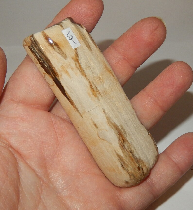 Petrified Wood PNW polished pet wood image 2