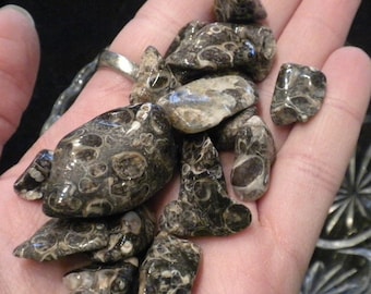 Turritella Fossil Agate