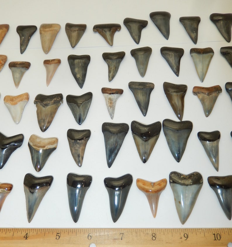 Mako Fossilized Shark Tooth Polished From SC or Bakersfield | Etsy