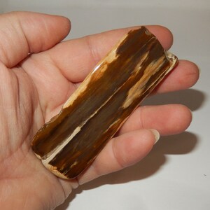 Petrified Wood PNW polished pet wood image 4