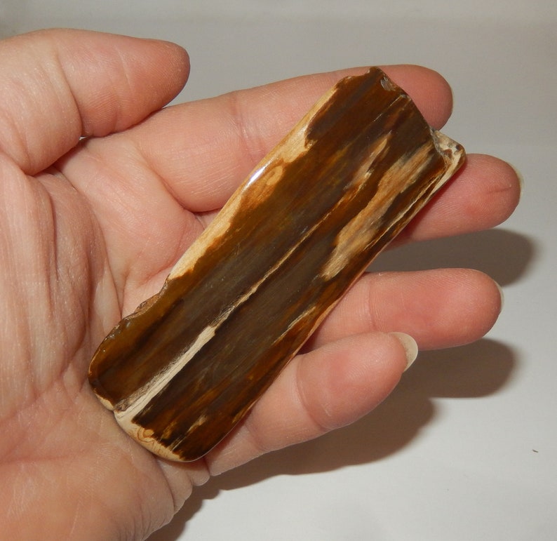 Petrified Wood PNW polished pet wood image 4