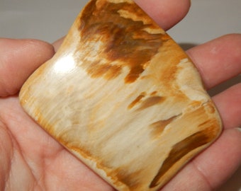 Petrified Wood - PNW polished pet wood