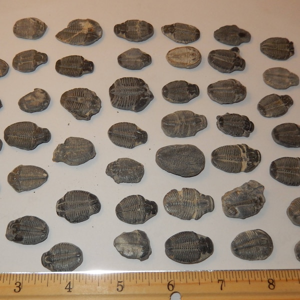 Fossilized Trilobite