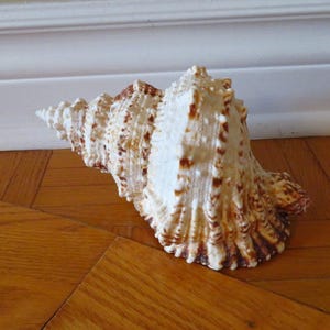 Peut inclure: Un grand coquillage orné en forme de spirale. La coquille est principalement blanche avec des accents bruns et beiges, posée sur une surface en bois. La surface texturée et le design complexe de la coquille sont visibles.