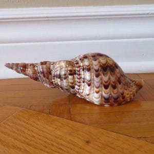 VTG naturel conque triton coquillage trompette triton ammonite décoration coquillages d'escargot/ancien fossile/décoration d'océan/décoration de plage 19 cm x8 cm
