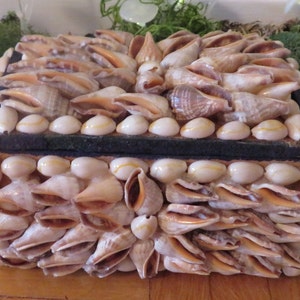 Vintage Seashell Encrusted Trinket Box Vintage Seashell Jewelry Box Vintage Shell Trinket Box Vintage Seashell Encrusted Hinged Keepsake Box