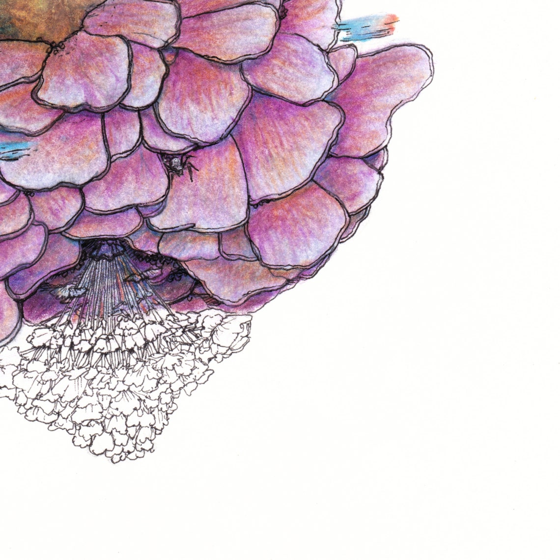 Original Colored Pencil Traditional Art Piece Radiate Etsy