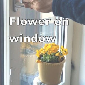 Puede incluir: Una ventana con el texto "Flower on window". Una pequeña planta de flores amarillas en una maceta beige está en el alféizar. Una mano alcanza el tirador de la ventana.
