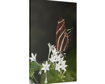 Butterfly Photograph, brown butterfly on white flowers wall art, flower art print, butterfly and flower Photography on Canvas Print