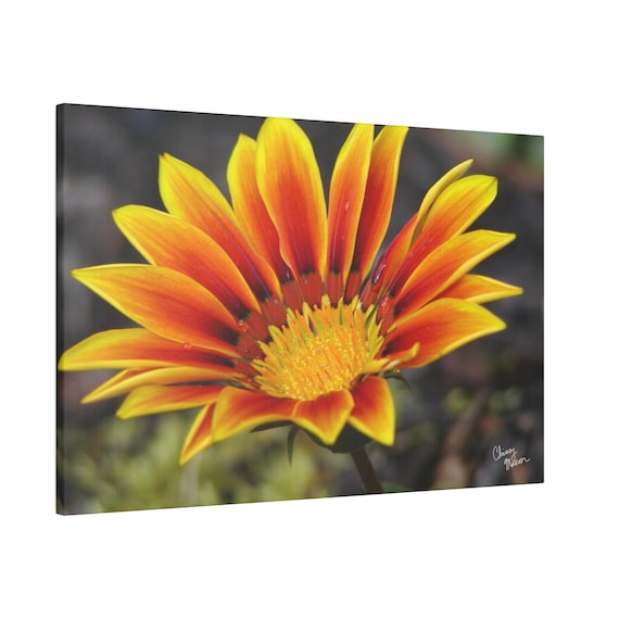 Canvas Wall Art - Fall Sunflower Photo; autumn flower print; stretched canvas art; floral home decor; nature photography