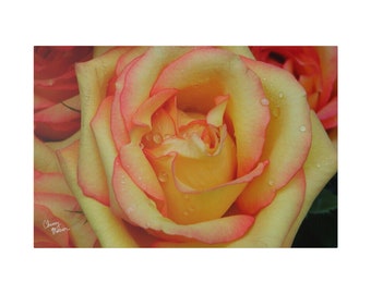 Yellow and Pink Rose wall art, flower photography, pink rose art print, yellow flower artwork, Rose Photography Canvas on Print