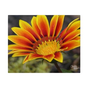 Fall Sunflower Photo, Sunflower wall art, photograph of orange sunflower, sunflowers artwork, canvas sunflower, Photography Canvas Print