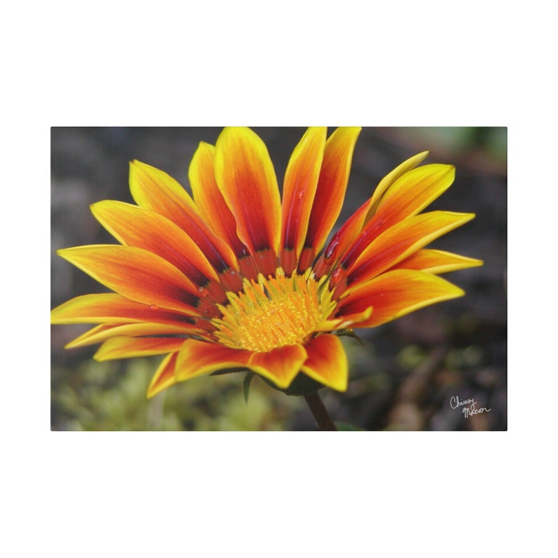 Fall Sunflower Photo, Sunflower wall art, photograph of orange sunflower, sunflowers artwork, canvas sunflower, Photography Canvas Print