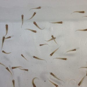 May include: A large group of small, translucent fish with slender bodies and dark eyes swimming in a light-colored environment. The fish are oriented in various directions, displaying elongated shapes and pale, semi-transparent fins.