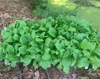 10 Macedonian Prelip Tobacco plants, 3-6 inches tall. seedlings. (Texas grown)
