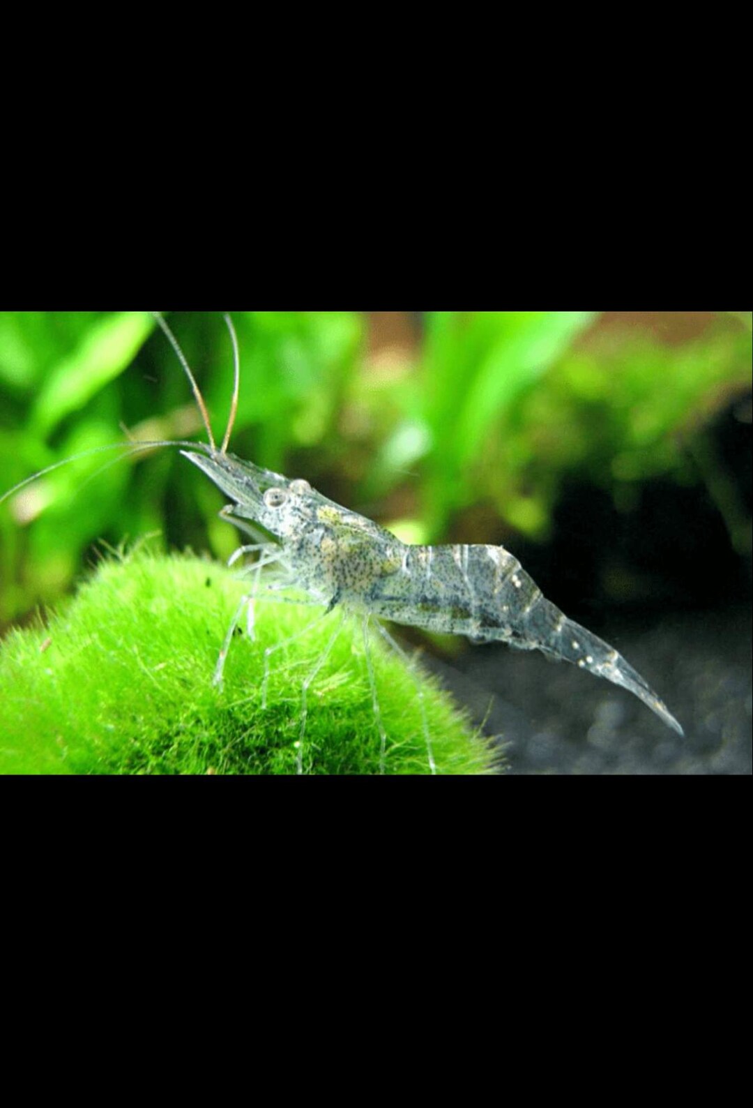 Live Ghost Shrimp - 21 Pack Freshwater Aquarium Cleaner Shrimp For Fish Tanks