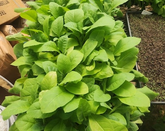 10 MD A30 Tobacco plants, 3-6 inches tall. seedlings. (Texas grown)