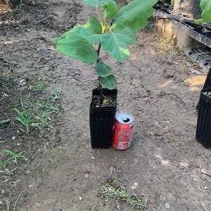 4 Mission fig trees, well rooted, 12 - 18 inches tall.