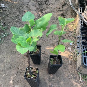 Mission fig sapling, well rooted, 12 - 18 inches tall.