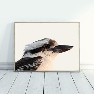 Kookaburra Print - Australian Birds - Nature Photography - High-Quality Digital Download