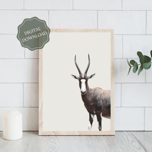 Safari Wall Art - Wildlife Photography - Blesbok - African Animal Prints - Digital Download