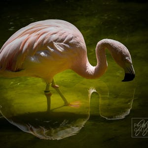 Elegante fenicottero rosa che guada – Stampa artistica di fotografia naturalistica, decorazione murale di animali selvatici, foto di riflesso di uccelli