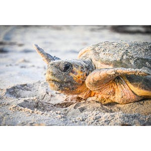 Loggerhead Sea Turtle Nesting Photography – Close-Up Coastal Wildlife Wall Art in Lustre, Giclee, or Metal Print - Unframed