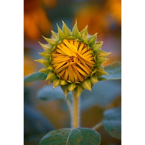 Sunflower Bud Art Print: Vibrant Botanical Photo, Made-to-Order
