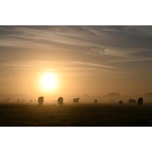 Muurkunst koe zonsopgang | Landdecor | Standaard-, giclee- of metaalprint | Op bestelling gemaakte kunst | Op maat beschikbaar | Natuurtinten | Niet ingelijst