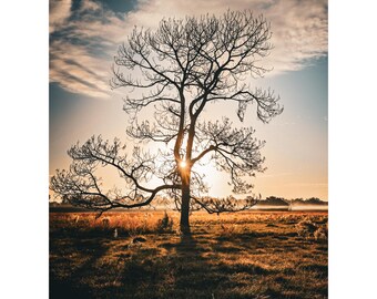 Arbre solitaire au lever du soleil - Impression de photographies de paysages naturels, art mural Golden Hour, sans cadre