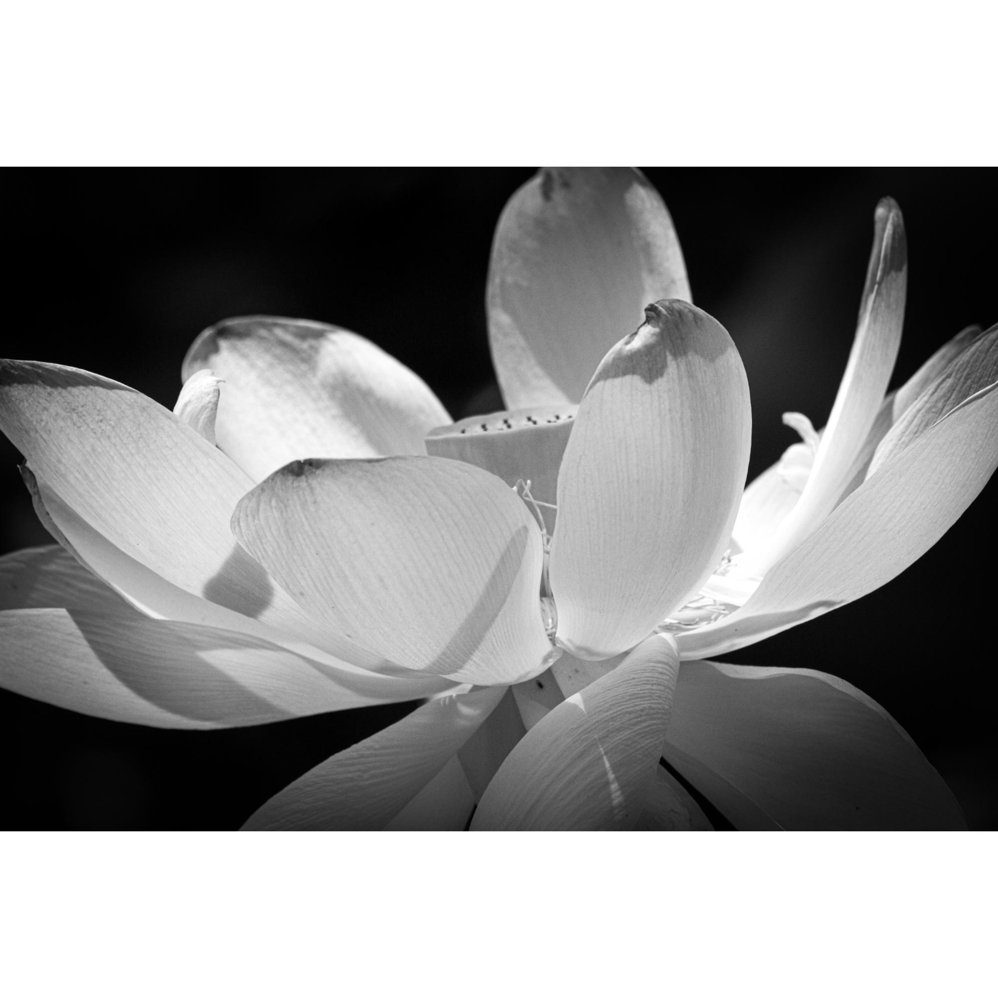 Black and White Lotus Flower Art Print: Zen Home Decor - Etsy
