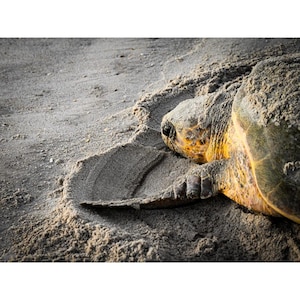 Nesting Loggerhead Sea Turtle Print – Coastal Wildlife Photography in Lustre, Giclee, or Metal Wall Art - Unframed