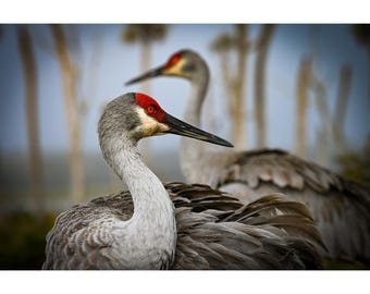 Sandhill Crane Art Print: Florida Wetlands Photography