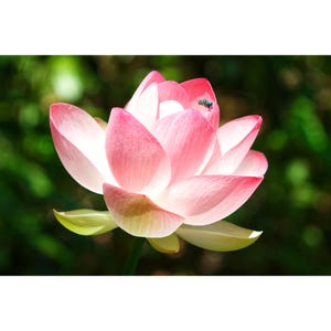 Arte de pared de flor de loto rosa / Impresión giclée, estándar o en metal / Personalizado disponible / Colores vibrantes / Sin marco