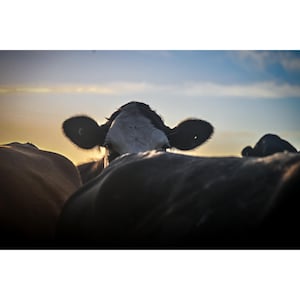 Fotografie nieuwsgierige koe bij zonsopgang – Rustieke muurkunst boerderijdieren met print van glans, giclee of metaal – niet ingelijst