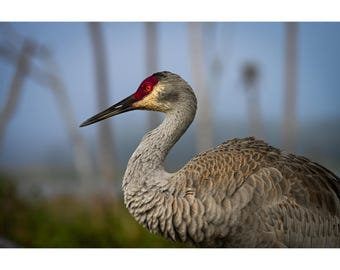Sandhill Crane Photography Print: Florida Bird Wall Art, Coastal Home Decor