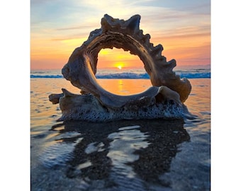 Seashell Sunrise Photo Print: Florida Coastal Wall Art