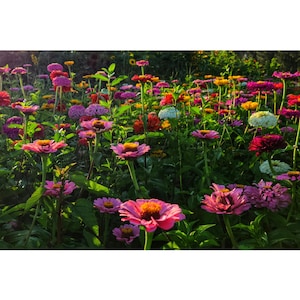 Wildflower Wall Art | Giclée, Standard or Metal Print | Custom Available | Vibrant Colors | Unframed