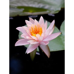 Pink Waterlily Giclée Print: Botanical Floral Wall Art