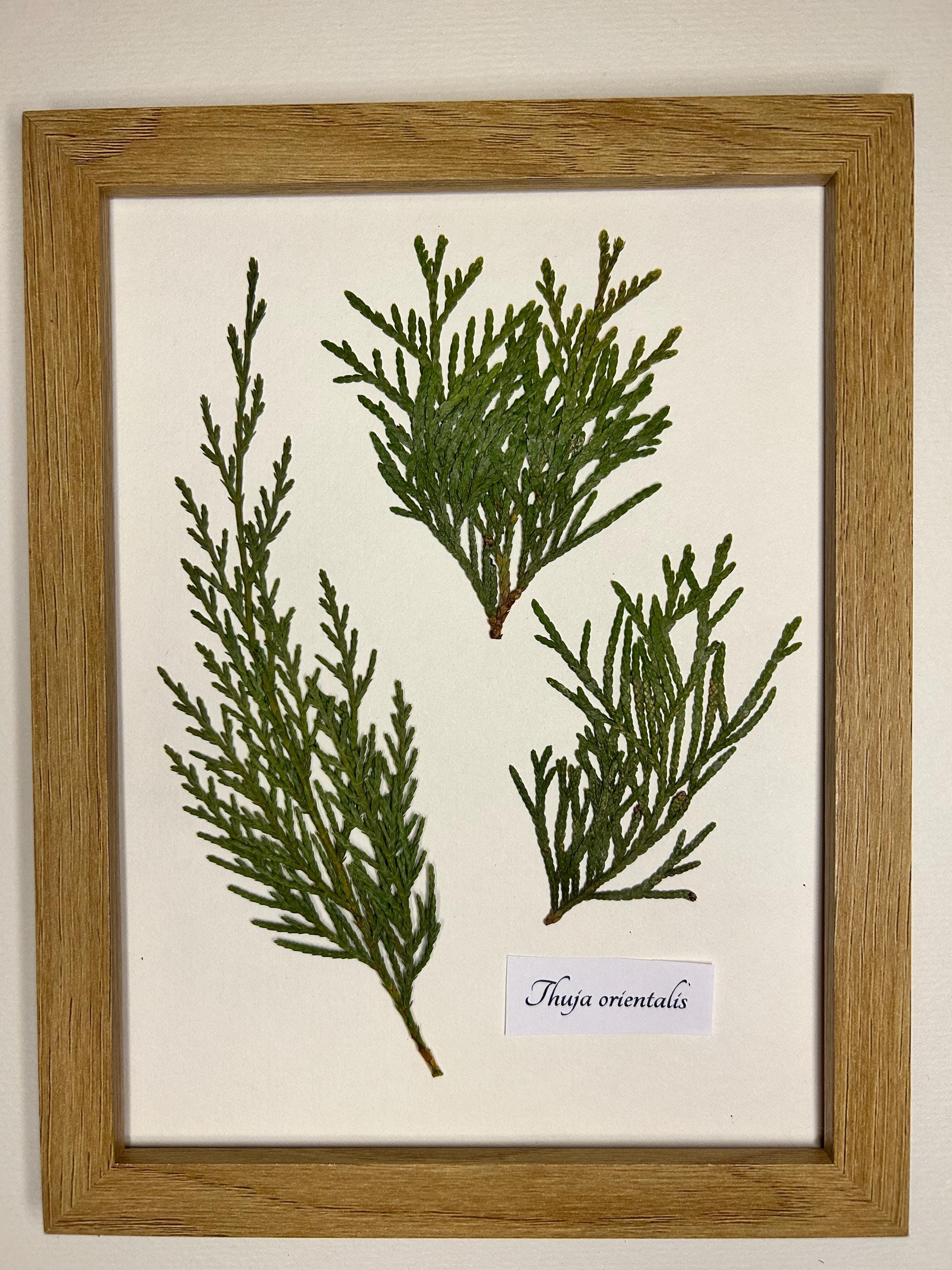 Thuja oriental - Etsy sterreich