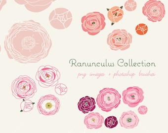 CLIP ART and Photoshop brushes - Ranunculus Collection - for commercial and personal use