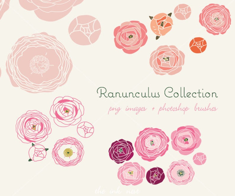 CLIP ART and Photoshop brushes Ranunculus Collection for commercial and personal use image 1