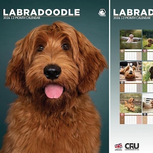 Labradoodle 2026 Calendar - A3 Size 30 x 42 cm, 12 Months of Great Photography