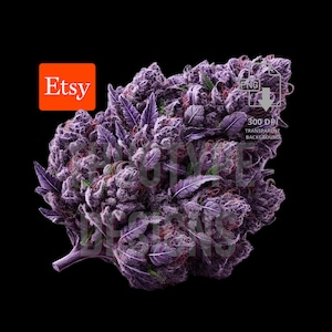 Puede incluir: Imagen de primer plano de un cogollo de planta morada con detalles verdes y blancos. El logotipo de Etsy es visible. La imagen también incluye el texto "PNG" y "300 DPI TRANSPARENT BACKGROUND".
