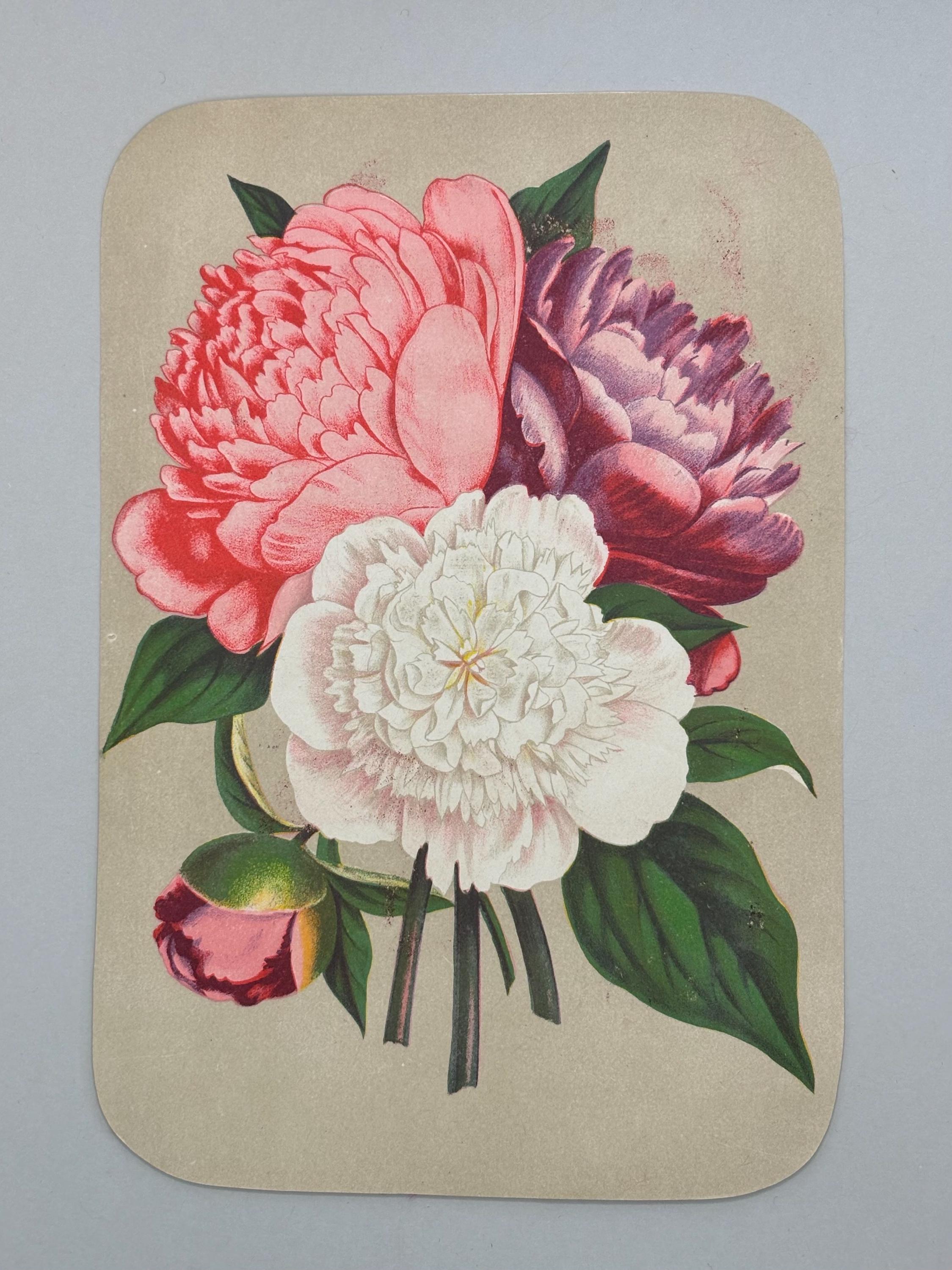 Victorian 1878 Chromolithograph Botanical Print "Peonies" from Vick's Illustrated Monthly Magazine Published in Rochester New York