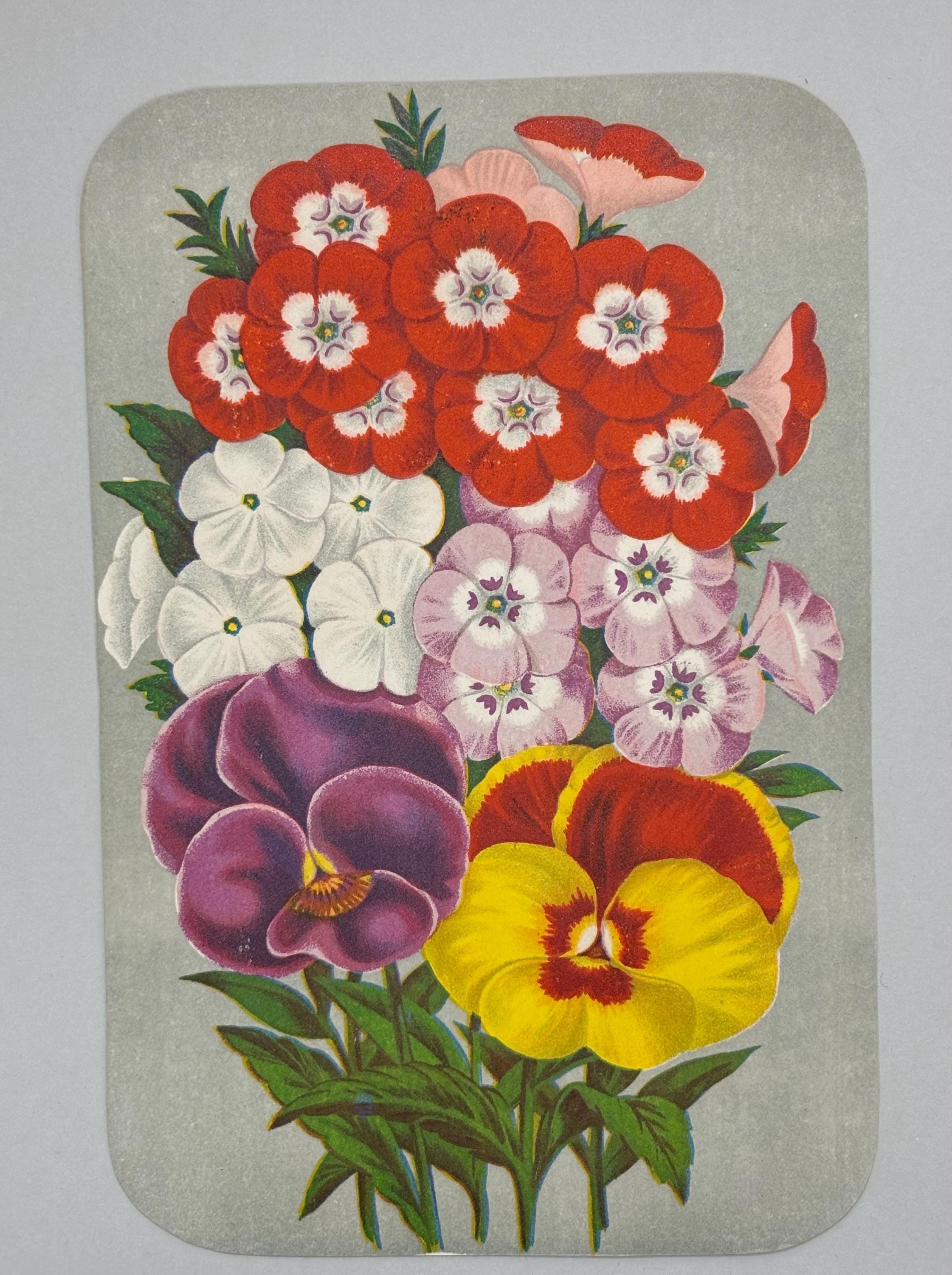 Victorian 1878 Chromolithograph Botanical Print "Phlox and Pansy" from Vick's Illustrated Monthly Magazine Published in Rochester New York