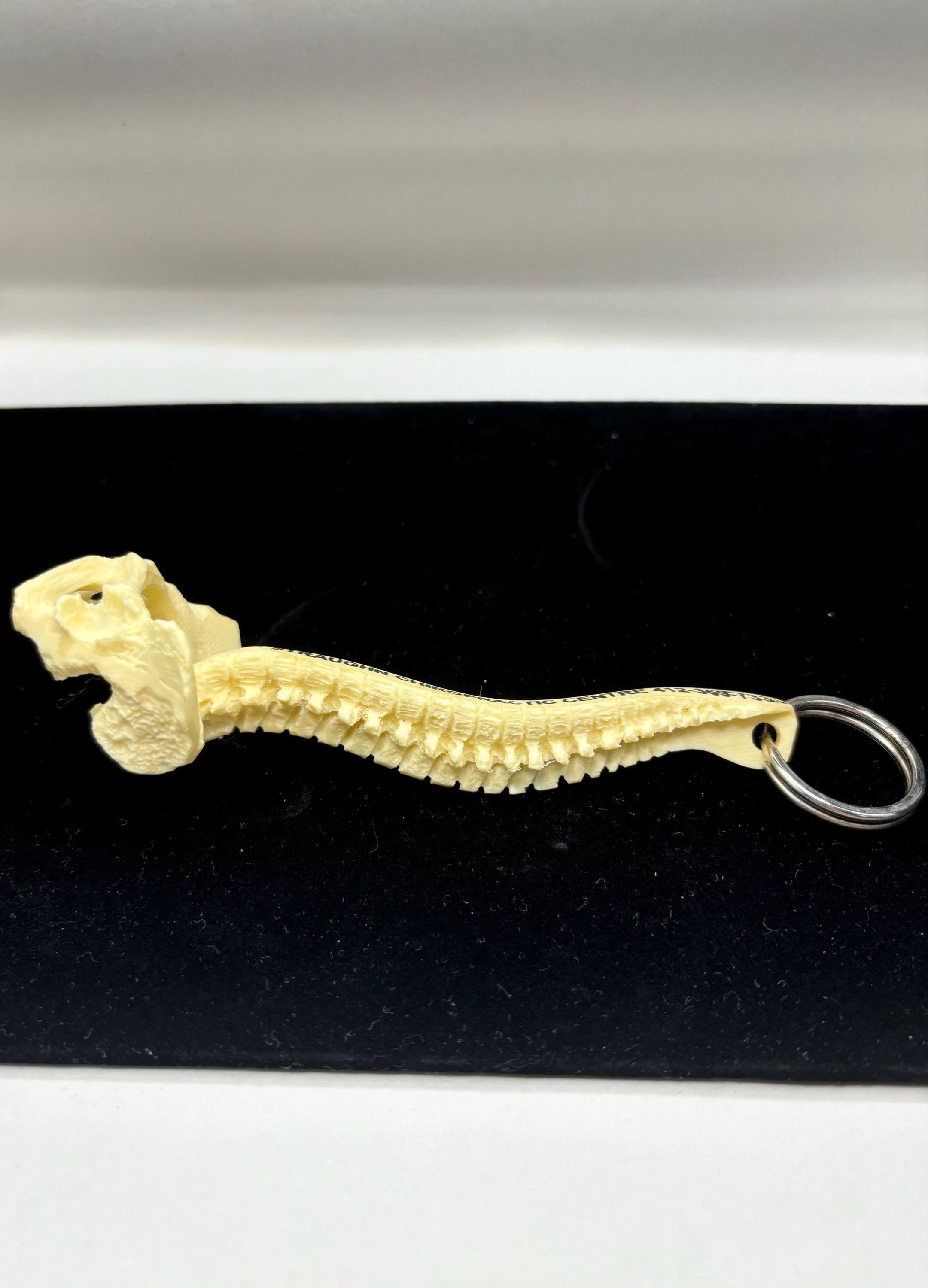 Vintage Chiropractic Spine Keychain – Unique Medical & Oddities Collectible - Thumbnail 2