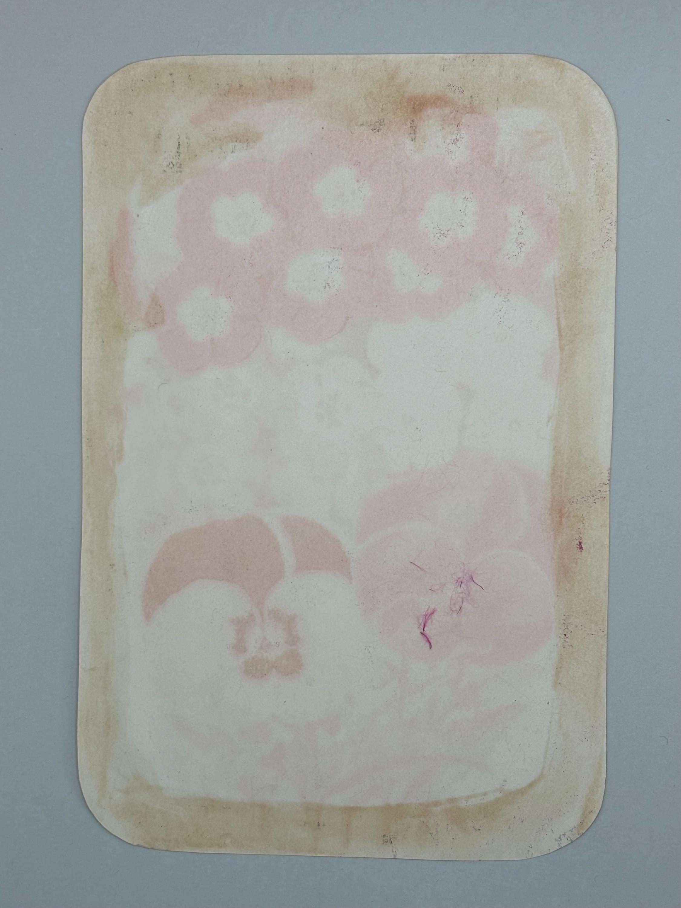 Victorian 1878 Chromolithograph Botanical Print "Phlox and Pansy" from Vick's Illustrated Monthly Magazine Published in Rochester New York - Thumbnail 2