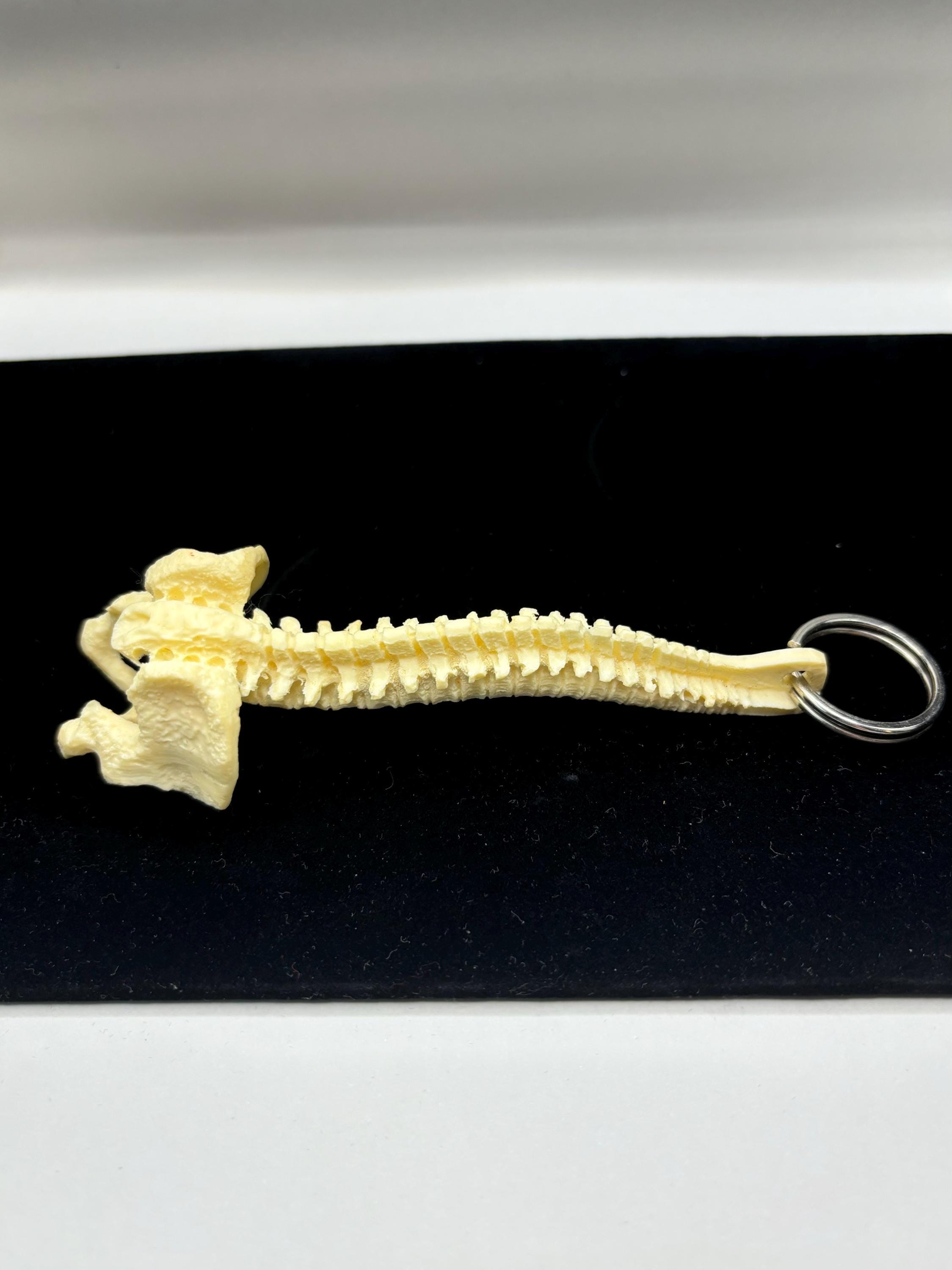 Vintage Chiropractic Spine Keychain – Unique Medical & Oddities Collectible - Thumbnail 3